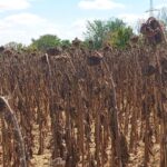 kuraklik aycicegini vurdu INvLumzm