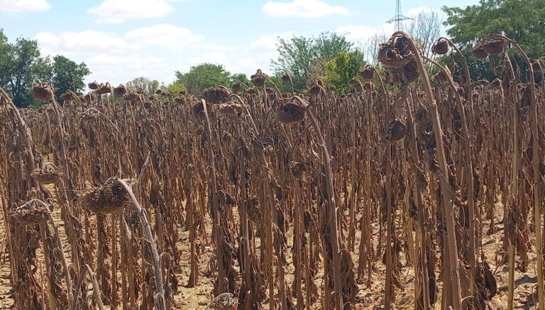 kuraklik aycicegini vurdu INvLumzm