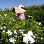 kuresel isinma yaseminleri de vurdu SUpOZPCI