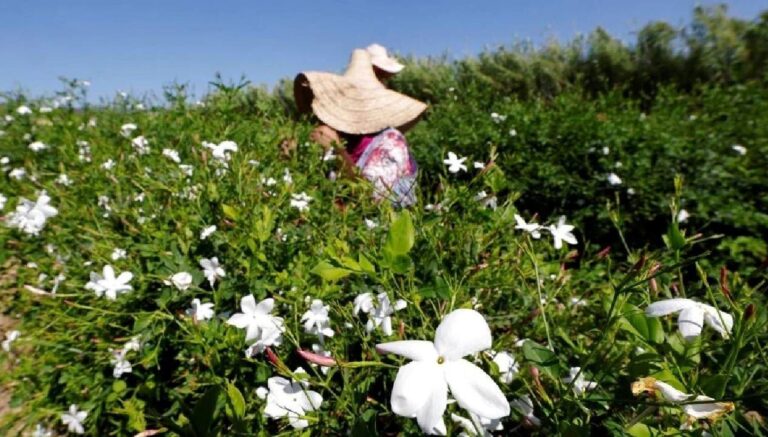 kuresel isinma yaseminleri de vurdu SUpOZPCI