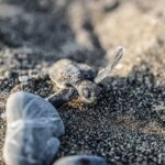 mersinde kaplumbaga yavrulari denize kavusuyor fpQzbHBf