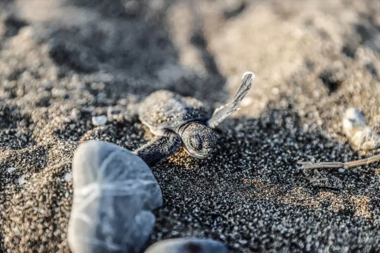 mersinde kaplumbaga yavrulari denize kavusuyor fpQzbHBf