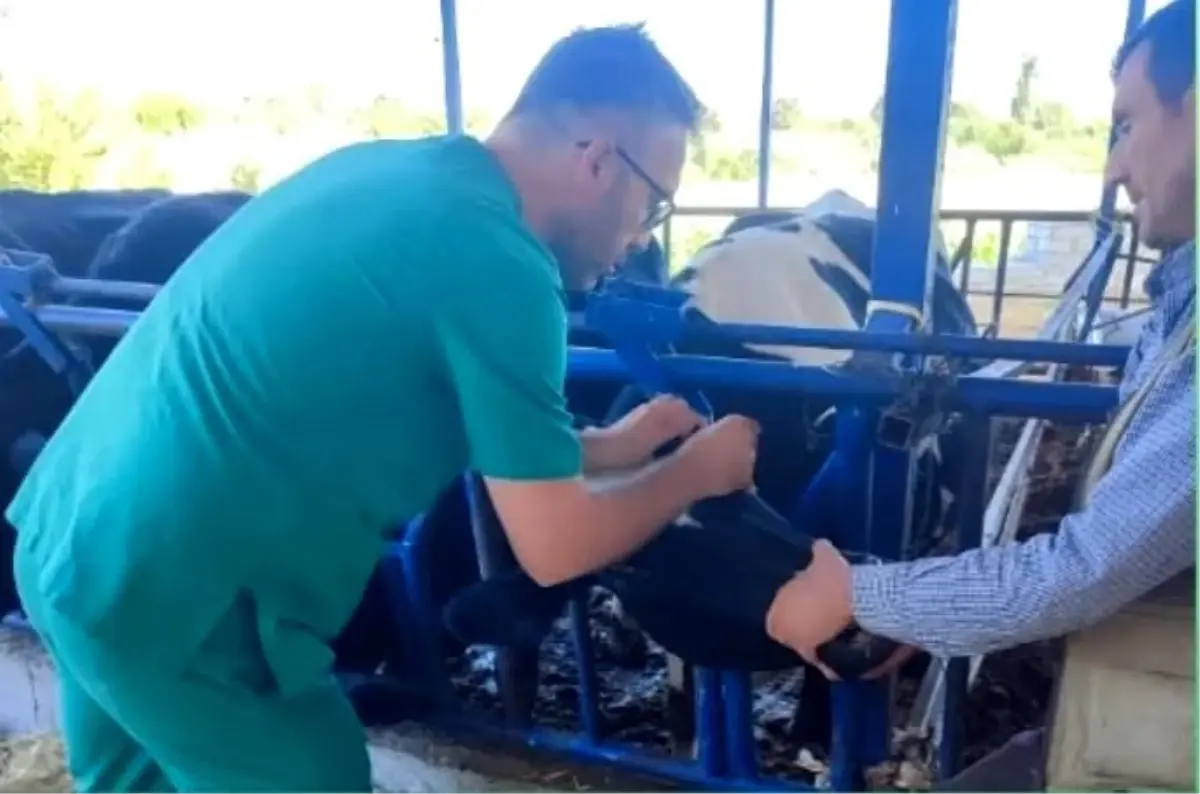 aydinda sap hastaligina karsi asi uyarisi 64rvm7tw