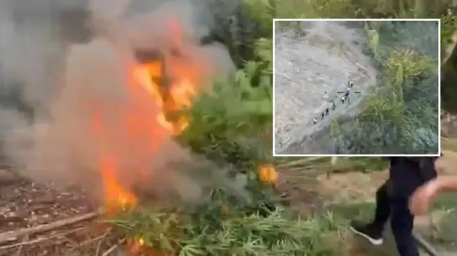 diyarbakirda piyasa degeri 1 milyar lira olan 12 bin 865 kok kenevir ele gecirildi 8bOhYev2