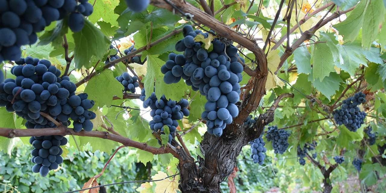 don uzum yakti fiyat yuksek verim 30 azaldi V1fDJ9XI