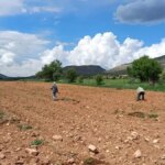 hasat basladi hem verim dustu hem de fiyatlar artti 5iQheYTZ