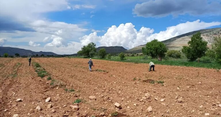 hasat basladi hem verim dustu hem de fiyatlar artti 5iQheYTZ