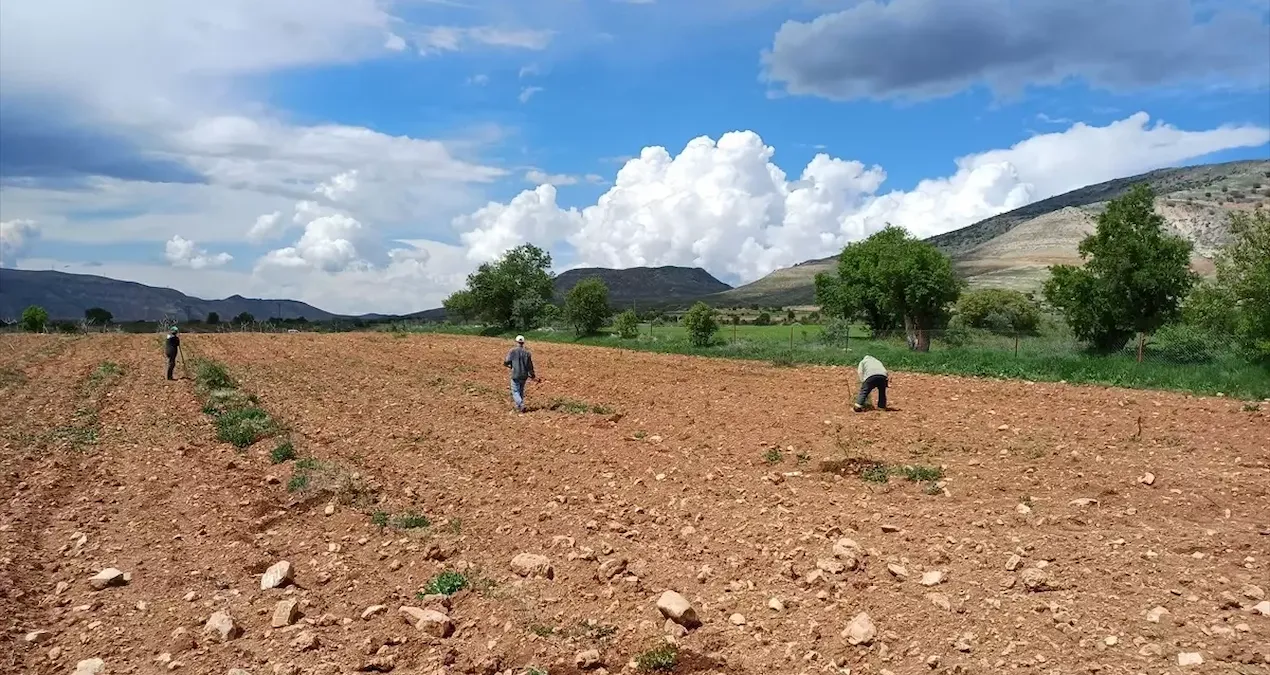 hasat basladi hem verim dustu hem de fiyatlar artti 5iQheYTZ