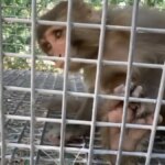 siddet goren maymun tarsusa gonderildi vI8fxt1T