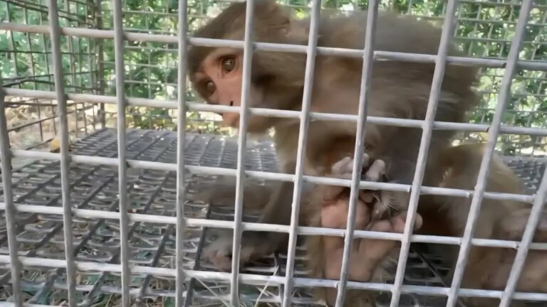 siddet goren maymun tarsusa gonderildi vI8fxt1T