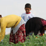 vergi jesti ciftciyi vurdu yerli uretici endiseli xbg5euqq