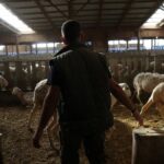 yunanistanda yeni salgin ciftciler perisan suruler itlaf ediliyor jb4fTPTc