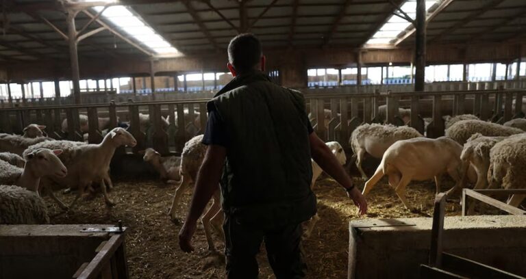 yunanistanda yeni salgin ciftciler perisan suruler itlaf ediliyor jb4fTPTc