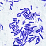 astronotlar icin umut veren kesif mikroorganizmalarin uzay direnci kanitlandi uArPwBmI.jpg