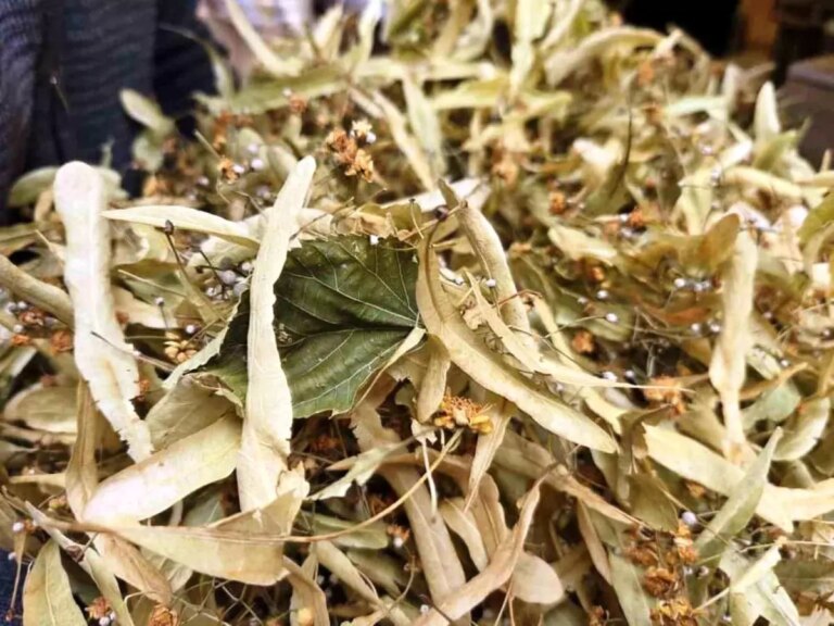 ihlamur kis aylarinin vazgecilmezi kilosu 1500 tl yUtS6vOC