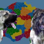 karslilar ile sivaslilar karsi karsiya kangal mi yoksa kafkas coban kopegi mi neOl4u2i.jpg