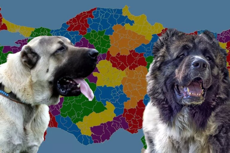 karslilar ile sivaslilar karsi karsiya kangal mi yoksa kafkas coban kopegi mi neOl4u2i.jpg