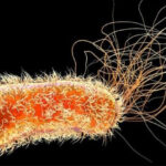 saglik yetkililerinden uyari maymun cicegi hizla yayiliyor son haftada dikkat ceken bir artis var wFrWxnbv.jpg