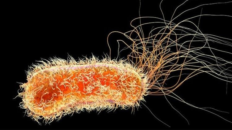 saglik yetkililerinden uyari maymun cicegi hizla yayiliyor son haftada dikkat ceken bir artis var wFrWxnbv.jpg