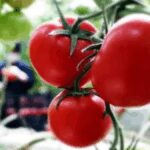 tarlada 6 lira olan domates sofrada 40 lira Q9TWqScU