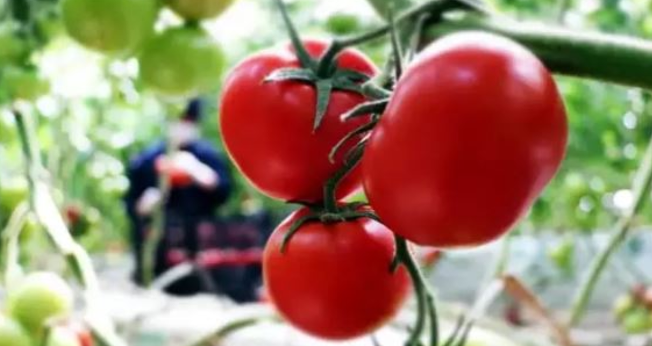 tarlada 6 lira olan domates sofrada 40 lira Q9TWqScU