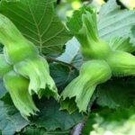 duzceden ab ulkelerine 15 bin ton findik ihracati hNSLl3Xq.jpg