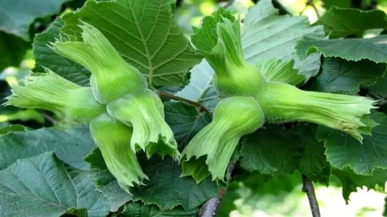 duzceden ab ulkelerine 15 bin ton findik ihracati hNSLl3Xq.jpg