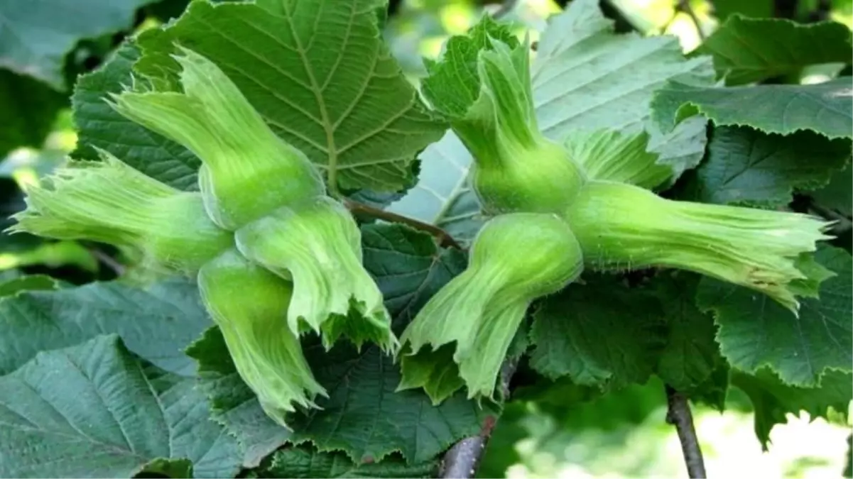 duzceden ab ulkelerine 15 bin ton findik ihracati hNSLl3Xq.jpg