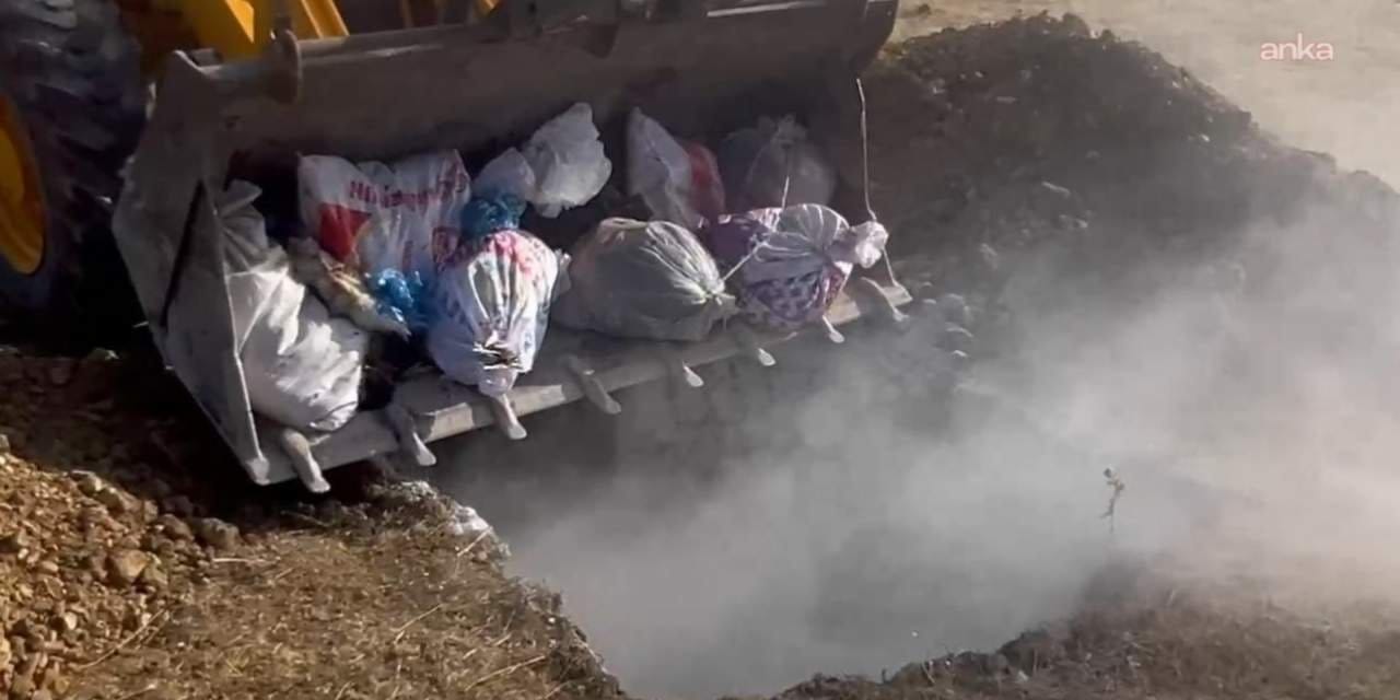 hakkaride hayvan katliami yuzlerce hayvan canli canli gomuldu zUe2iTCt.jpg