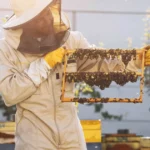 kralice ariyi uzun yasatan ari sutu insanlar icin de saglik kalkani 3VCSOHhD.webp