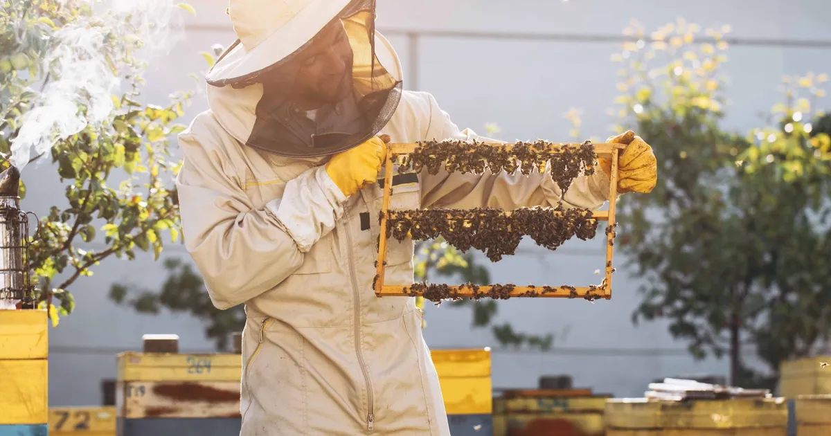 kralice ariyi uzun yasatan ari sutu insanlar icin de saglik kalkani 3VCSOHhD.webp