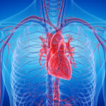 kalp-kanseri-neden-bu-kadar-nadir-kalp-hucreleri-neden-kansere-yakalanmiyor-EEQQpTCu.jpg