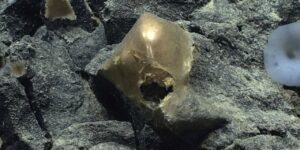 3250-metre-derinlikteki-altin-kurenin-sirri-tam-3-yil-sonra-cozuldu-uEUyLcVb