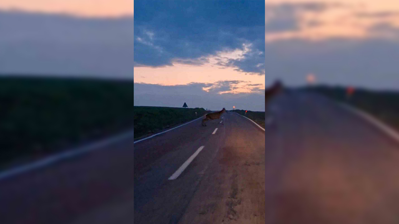 Ankara’da Doğa Harikası: Yaban Geyiği Sürüsü Yolda Görüntülendi