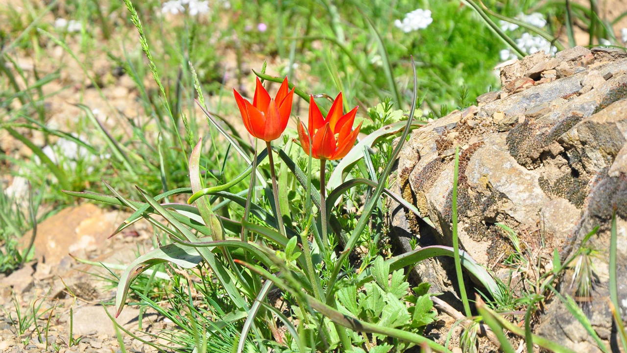Sadece 10 Gün Süren Güzellik: Manisa Lalesini Koparmanın Cezası 699 Bin TL
